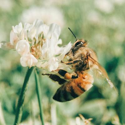 Bees on the Brink: How Climate Change, Habitat Loss &  Our Choices Shape the Future of Pollinators