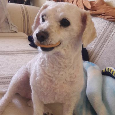 MY PET IS MY FRIEND THESE DAYS