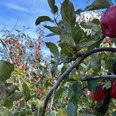 95% of all apples sold in Ireland are imported