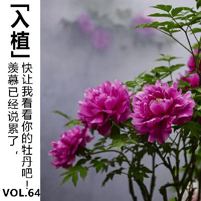 Vol.64 【入植】羡慕已经说累了，快让我看看你的牡丹吧！