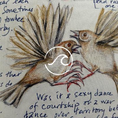 【随机波动】王放：蹲下来看看荒草吧，在哪都能探索自然