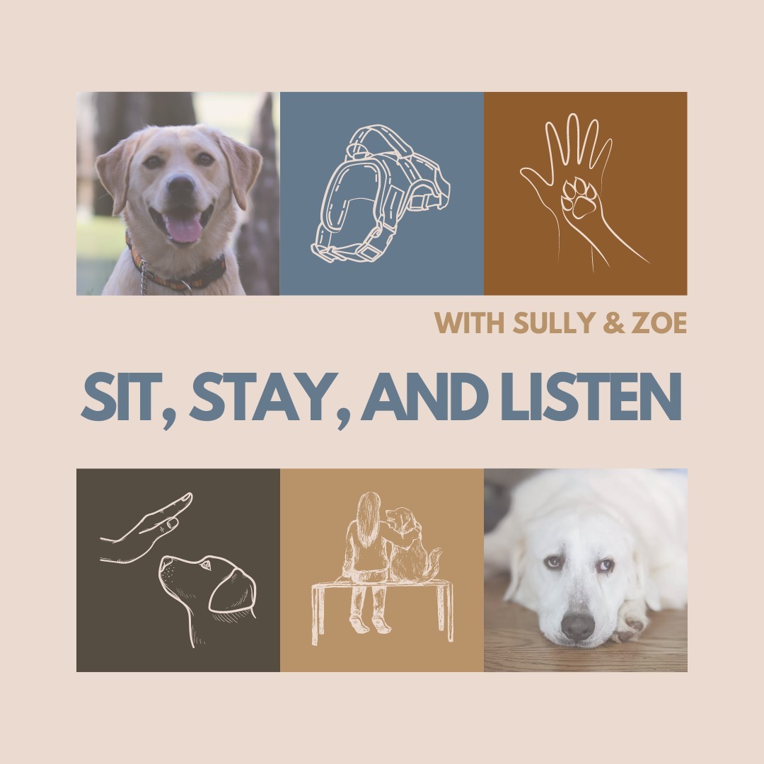 License and Registration Please: Service Dogs Part 2