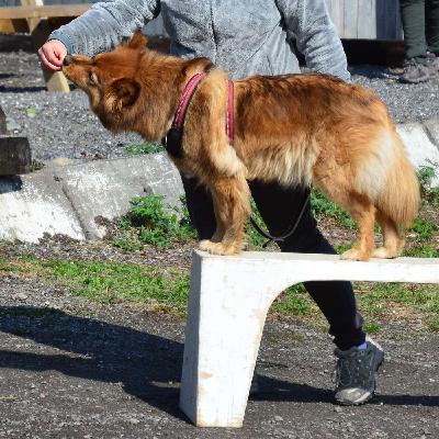 Er hunden din hjelpeavhengig?