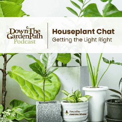 Houseplant Chat: Getting the Light Right