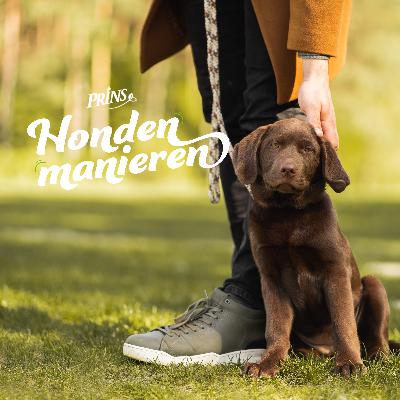 Afl. 10: Kan ik zomaar een hondje op Marktplaats kopen? (met Hondenbescherming NL)