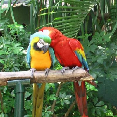 La Guacamaya Roja