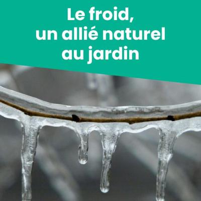 Le froid, un allié naturel au jardin