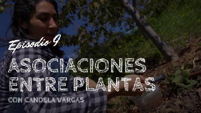 Asociaciones entre plantas, con Candela Vargas
