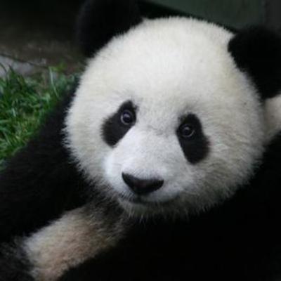 Episode #13.8 - Baby Panda Sneeze Episode #13.8 - Baby Panda Sneeze