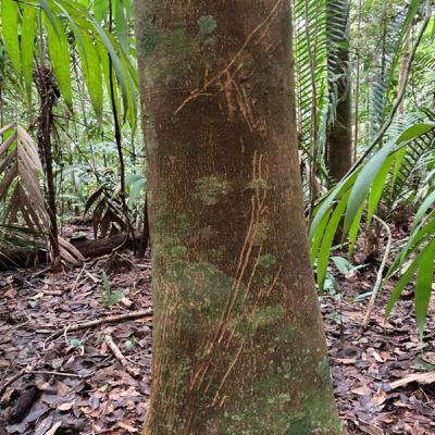 האמזונס : יום 11 - 5 שעות צייד.