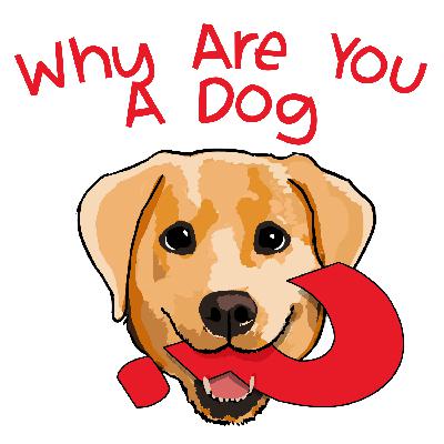 75 – Why Are You an Australian Kelpie?