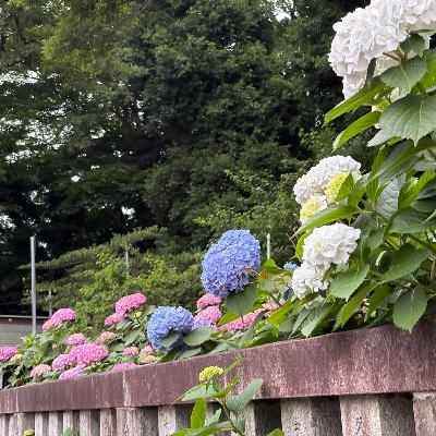 やほじん通信Vol.2