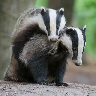 Incredible Ways Wildlife Finds A Perfect Mate - Valentine's Special
