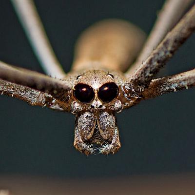 Ep. 38: The wide world of webs Ep. 38: The wide world of webs