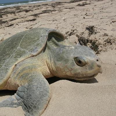 VuFyuM s07e45: Matemáticas sin estrés, con Bárbara de Aymerich + Nidos de tortugas marinas, con Stéphanie Aparicio