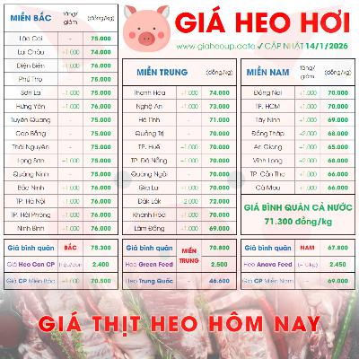 GIÁ LỢN HƠI 14/1/2026 ✅ GIÁ THỊT HEO HÔM NAY & TIN TỨC CHĂN NUÔI #GIAHEOHOI #GIATHITHEO #TET2026