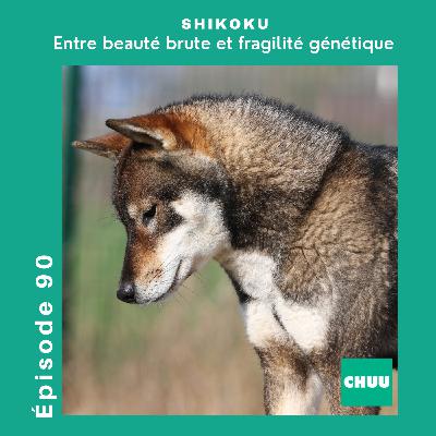 Shikoku : le trésor caché du Japon