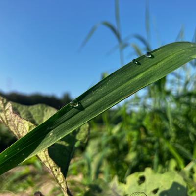 #43 秋冬野菜種まきの話