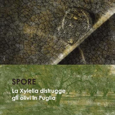 La Xylella distrugge gli olivi in Puglia