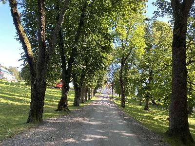 Ep. 8: Ingjerd Solfjeld, trær i urbane områder er mer enn du tror