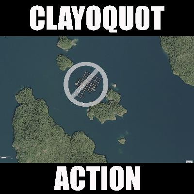 CLAYOQUOT ACTION CLAYOQUOT ACTION
