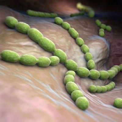 Streptococcus: informações mais relevantes.