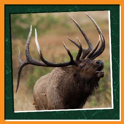 The Wild Sounds Around Us The Wild Sounds Around Us