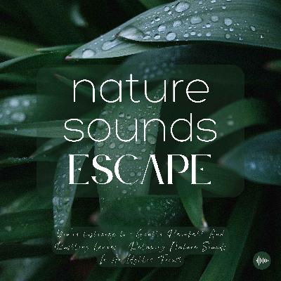 Gentle Rain & Rustling Leaves | Relaxing Nature Sounds For Sleep, Meditation, Relaxation, Studying Or Focus | Sleep Music, Sleep Sounds, Study Music, Zen, Sleep Fast, White Noise, Fountain, Rainfall, Lluvia, Música Relajante Para Dormir, Sonidos Naturales