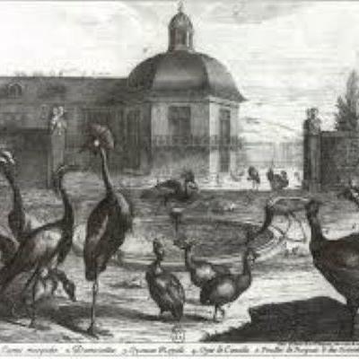 L'histoire des parcs animaliers et leurs rôles d'aujourd'hui