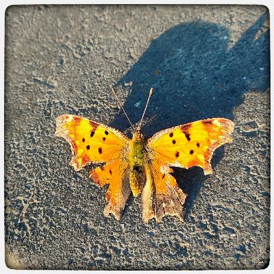 وصال او ز عمر جاودان به ۴۱۹ وصال او ز عمر جاودان به ۴۱۹