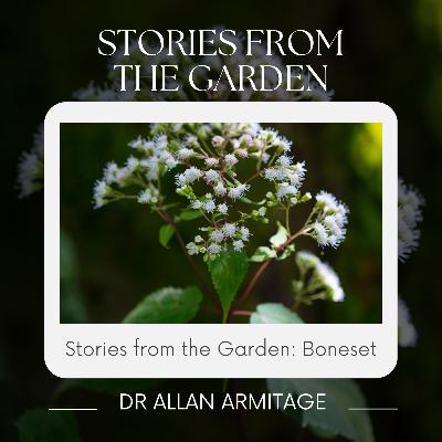 Stories from the Garden: Boneset Stories from the Garden: Boneset