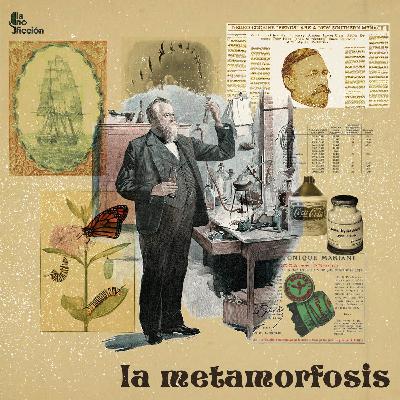 La metamorfosis (parte II)