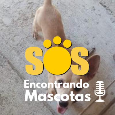 05 - Cuando Chikis se fue dejo su collar en la casa 🤦🏻‍♂️🐾