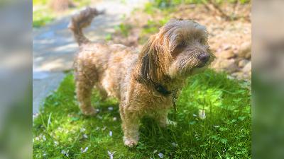 Ask Sarah: Pulling, Barking, Happy Pee, and Other Real-Life Dog Dilemmas