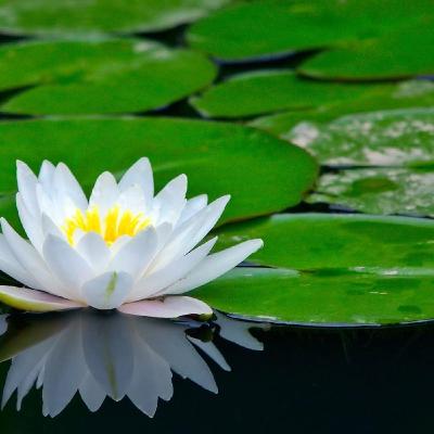 FLOR DE LOTO