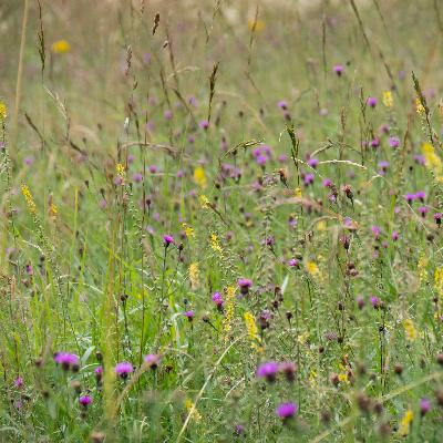 Ep 15. Meadow making and beguiling Brambles