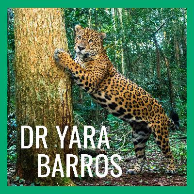 The Jaguars of Iguaçu Just Wanna Be Jaguars