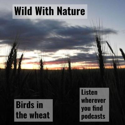 Birds in the wheat: industrial agriculture and declining birds