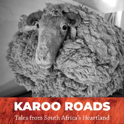 In Search of the Mammoth Woolly Poggenpoel Sheep in the Karoo