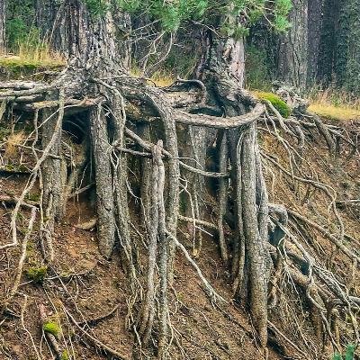 El bosque habitado - El fascinante mundo de las raíces. Con Rosa Villalba - 15/03/26
