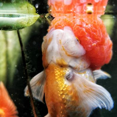 Episode 2 - Feeding Goldfish!