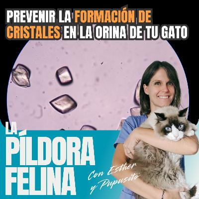 513. Prevenir la FORMACIÓN DE CRISTALES en la orina de tu gato