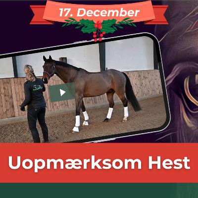 UOPMÆRKSOM HEST (17. dec) Træn kontakten med hesten, for din egen sikkerheds skyld