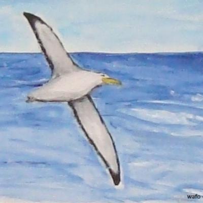 Cuento: El Albatros Errante Cuento: El Albatros Errante