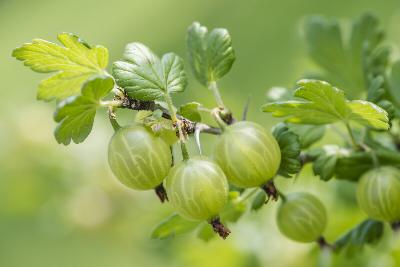Know before you grow: Gooseberries and currants are restricted in some states and counties