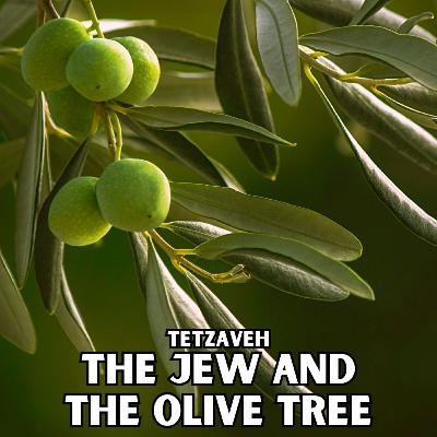 Tetzaveh - The Jew and The Olive Tree