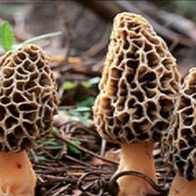Mushroom Hunting