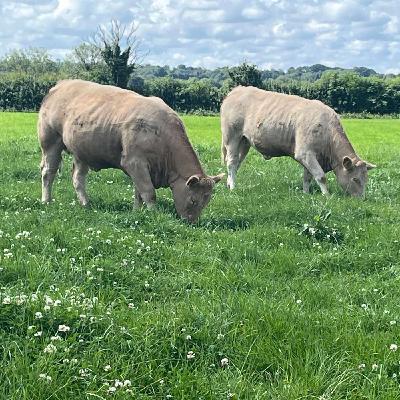 Update from the Derrypatrick Herd Update from the Derrypatrick Herd