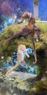 Episode #207 Caring for Seahorses