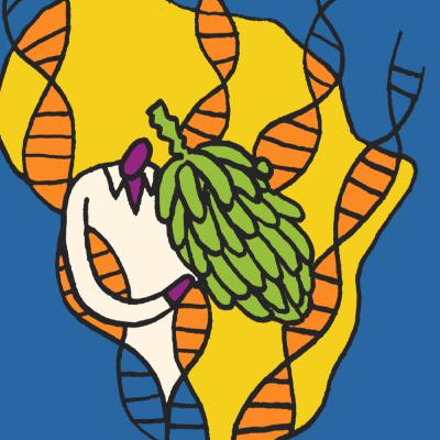 Breeding better bananas for a richer, food secure Africa Breeding better bananas for a richer, food secure Africa